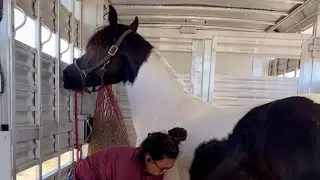 Coming 2 Year Old Gypsy x Friesian/Lipizzan
Filly 
