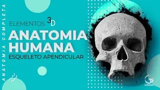 Anatomia Humana Completa - Esqueleto Apendicular Superior e Inferior