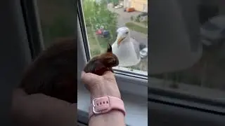 Baby squirrel scares away Seagull