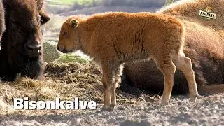 Nyfødte bisonkalve
