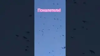 Галки как вылетят, и давай галдеть.