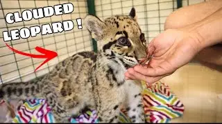 MEETING THE WORLDS RAREST LEOPARD ! WILL SHE BE NICE ?!