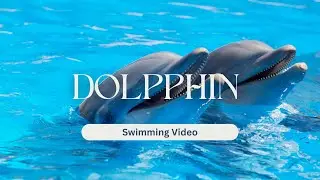 Dolphin Swimming Video You Feel Like Fresh (Animals Video)