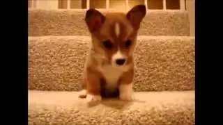 Смешное видео о СОБАКАХ