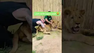 This Animal Chiropractor Saves animal life ❤.     #shorts         