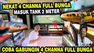 NEKAT!! MASUKIN 4 CHANNA FULL BUNGA MASUK TANK 2 METER