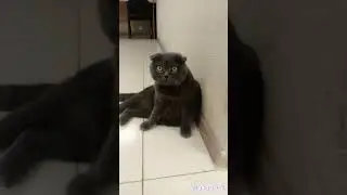 КОТ И ФИАСКО #shorts #cat #catlover #topcat #животные #funnycat #funny #вислоухий