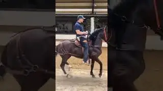 تدريب الحصان