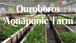 The BEST Aquaponic Farm - aquaponics in California - HWT #24