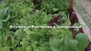 *Tortoise Clips*