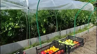 №8 Хронология выращивания томатов в ОГ. Сбор урожая.