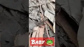 🐸 a Baby Frog In Nature 🔴 