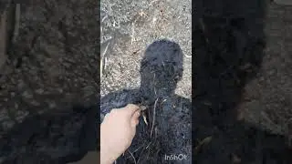 Поймал динозавра #геологоразведка #золото #мтлб #тайга #динозавр #ящирица