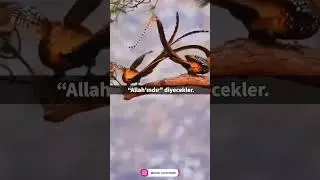 Mü'minun Suresi