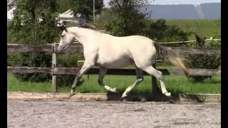 Tessa- 3yo Hanoverian x Lusitano