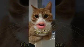 Кот говорящий рот. Что я могу сказать по поводу Оли...