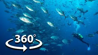 360° Underwater Video of COCOS ISLAND | Ocean School