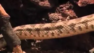 Armenian Viper 