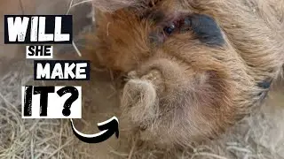 We Thought We Were Going to Lose A Pig!