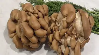 Ну оОчень вкусные грибы вешенки! Как вкусно пожарить вешенки.