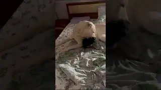 Алабай и Моська, крутая дружба! #Шилеле Айла #Вуктыл