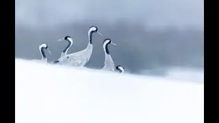 Common cranes in Lake Hornborga