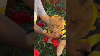 Смотрите какая к нам прилетела пчелка 🐝 #cat #рыжийкот #кот #котики #котик #питомцы #шортс