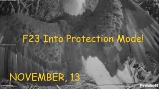 SWFL Eagles - Night Shift. F23 Into Protection Mode; Owl Flew Past? Egg Rolls 🥚🥚