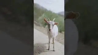 You Goat This ! #goats #funnygoats #cutegoats #youtubegoats #goat