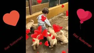 Dünya Tatlısı Yavru Köpekler Insanın Neşesini Getiren Bir Video ❤️❤️