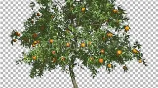 Orange Thin Tree With Fruits Cut of Chroma Key | Motion Graphics - Envato elements