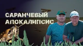 Хищники на поле: Фермеры рассказывают о разорительном нашествии саранчи и его последствиях