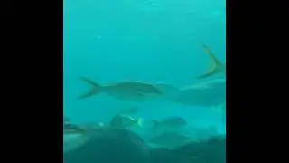 Sharks