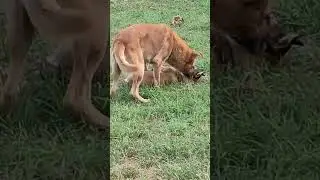 airfuck