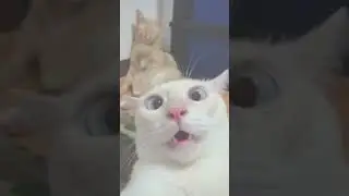CUTE CATS💓💞💖💗💘💝💌