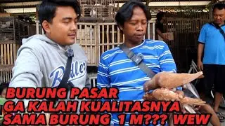 BERBURU PLONTANG KETEMU GAMBIR BRINGAS‼️