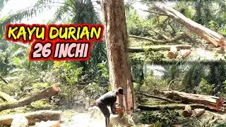 Tumbangnya Kayu Durian Super Dari sumatera || diamter 26 Inchi || Chinsaw Sthill