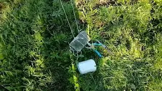 Обрезка груши. Тренируюсь.