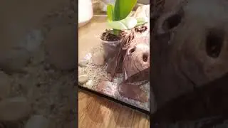 Кормление ящерицы