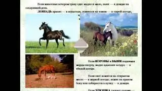 Презентация на тему 