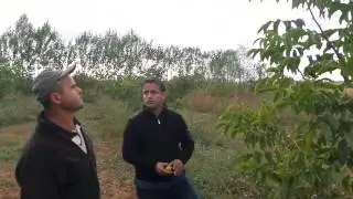 Chandler Ceviz, Ağacı, Fidanı, Neden, Büyümez, Gelişmez, Ne Verilir, Atılır, Kullanılır, Gübreleme