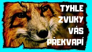 Strašidelné zvuky lesa - zvuky zvířat