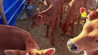 Ақсу АГРО