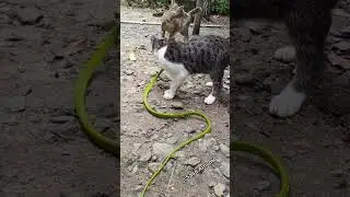 haa cat attacks snake