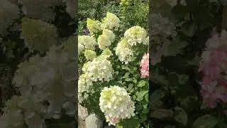 Роскошные гортензии в саду☀️♥️🧚 #сад #гортензии #цветущийсад