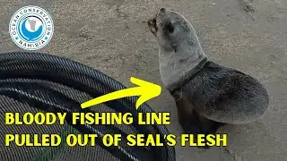 Bloody Fishing Line Pulled Out Of Seal's Flesh