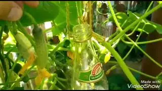 Огуречная настойка или как засунуть огурец в бутылку