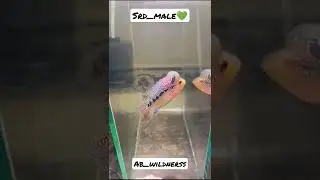 flowerhorn breeding 
