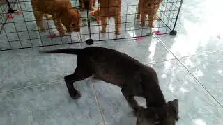 Poodle lai tacken, đực đen 0974168738
