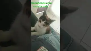 a lolo tá que tá